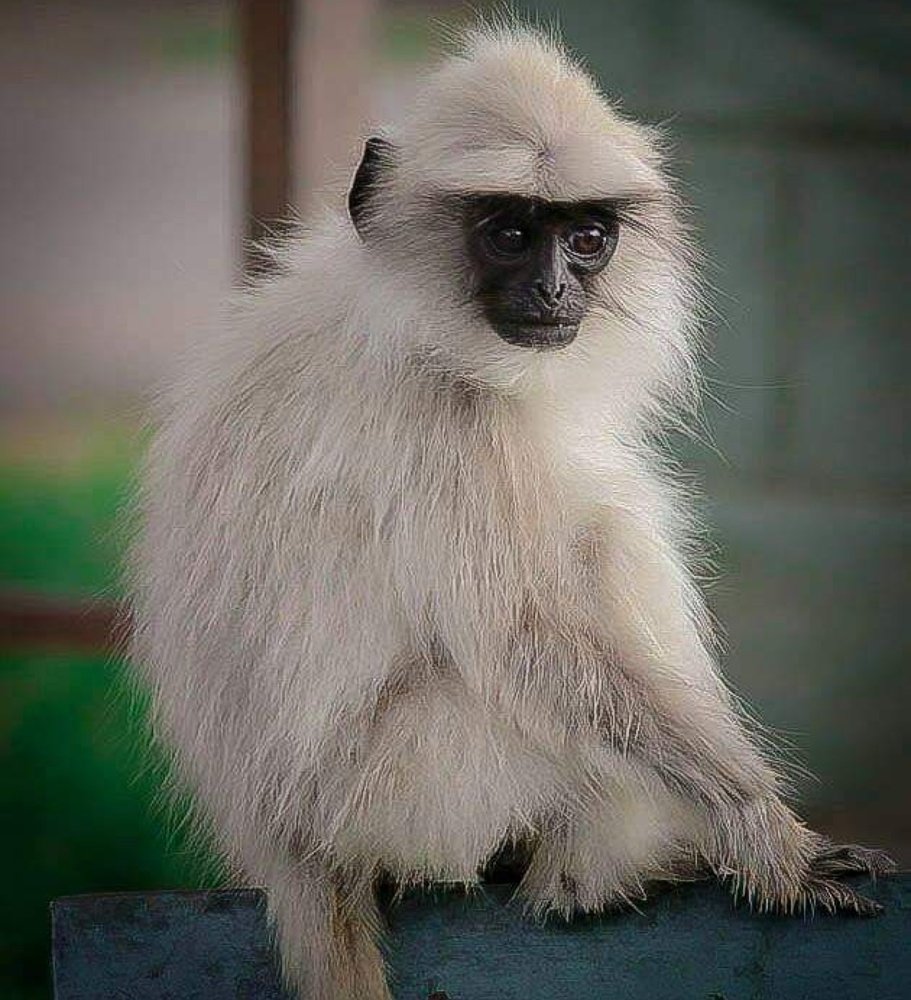 Фотография автора Siddharth Mohan