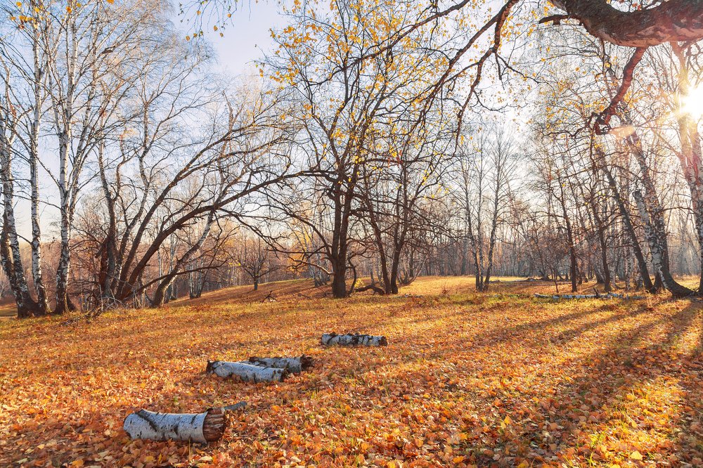 Лесная сказка