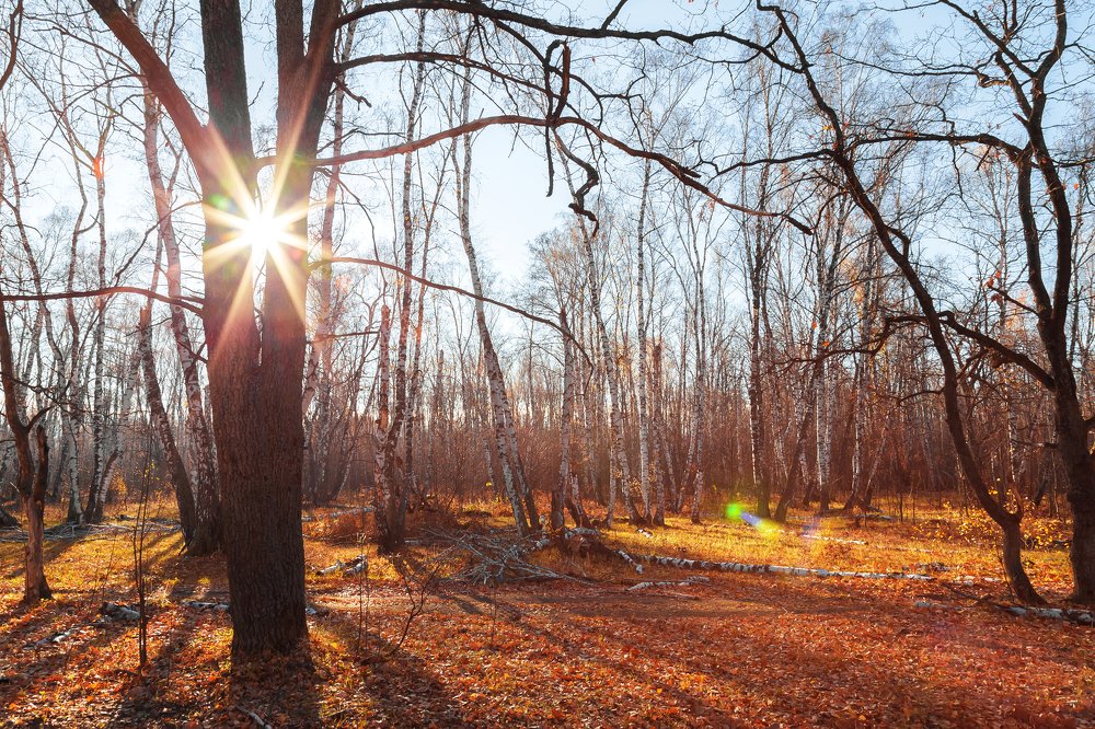 Утро среди берез