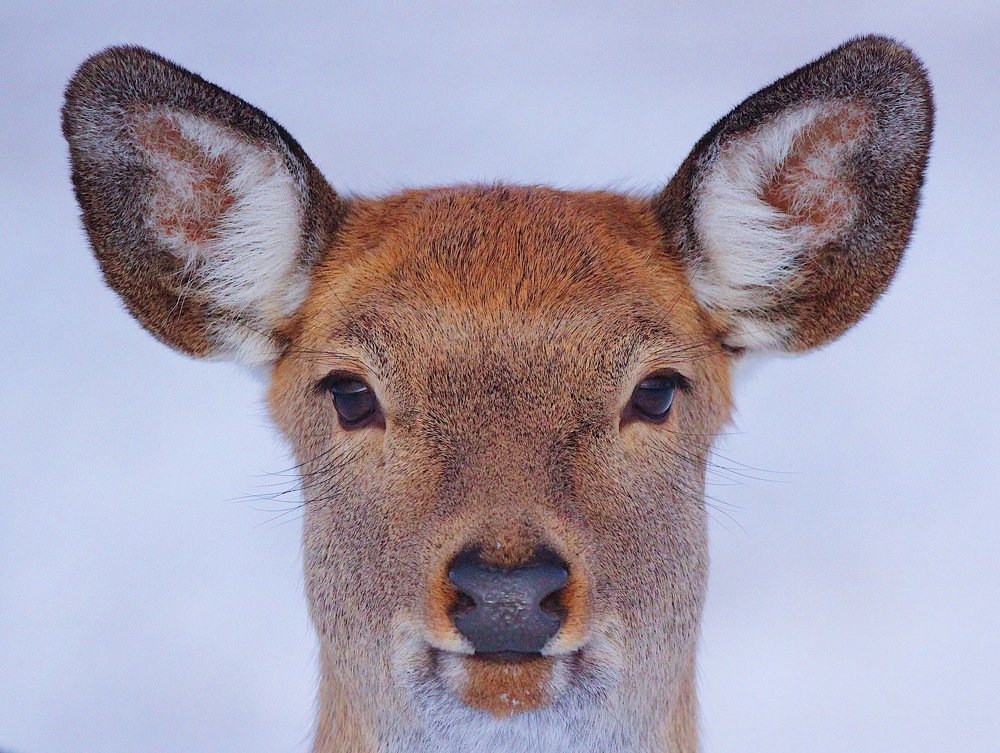 Фото на паспорт