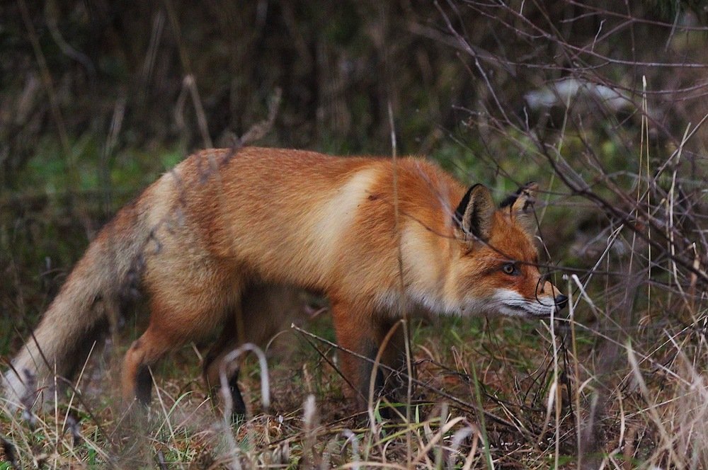 Захват цели...