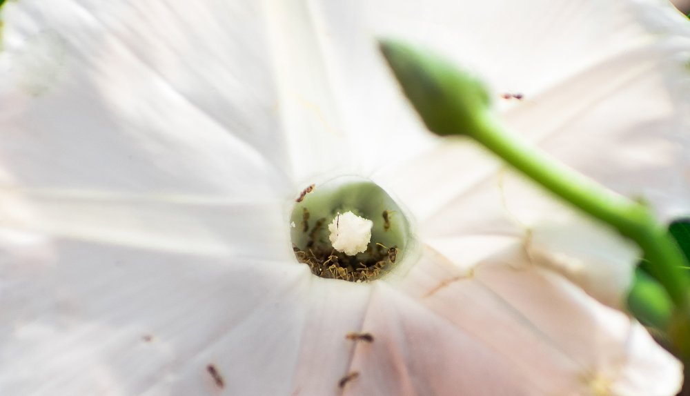 Photograph by Satyendra Kushwaha