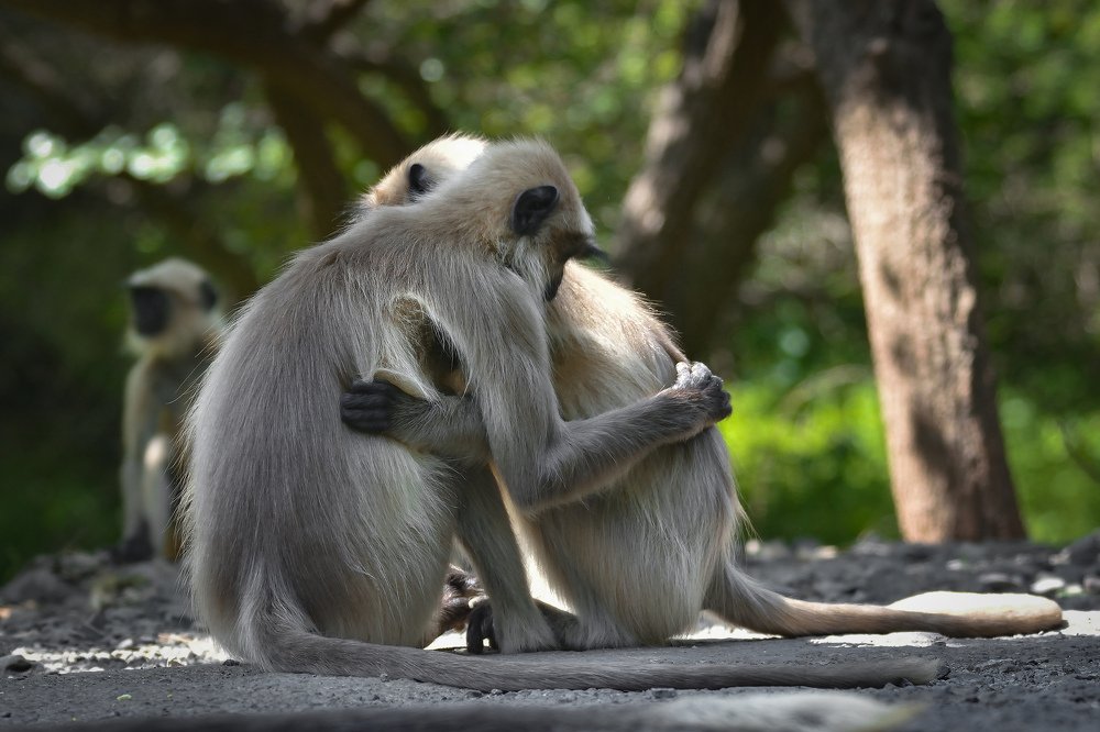 Фотография автора Ishan Vora