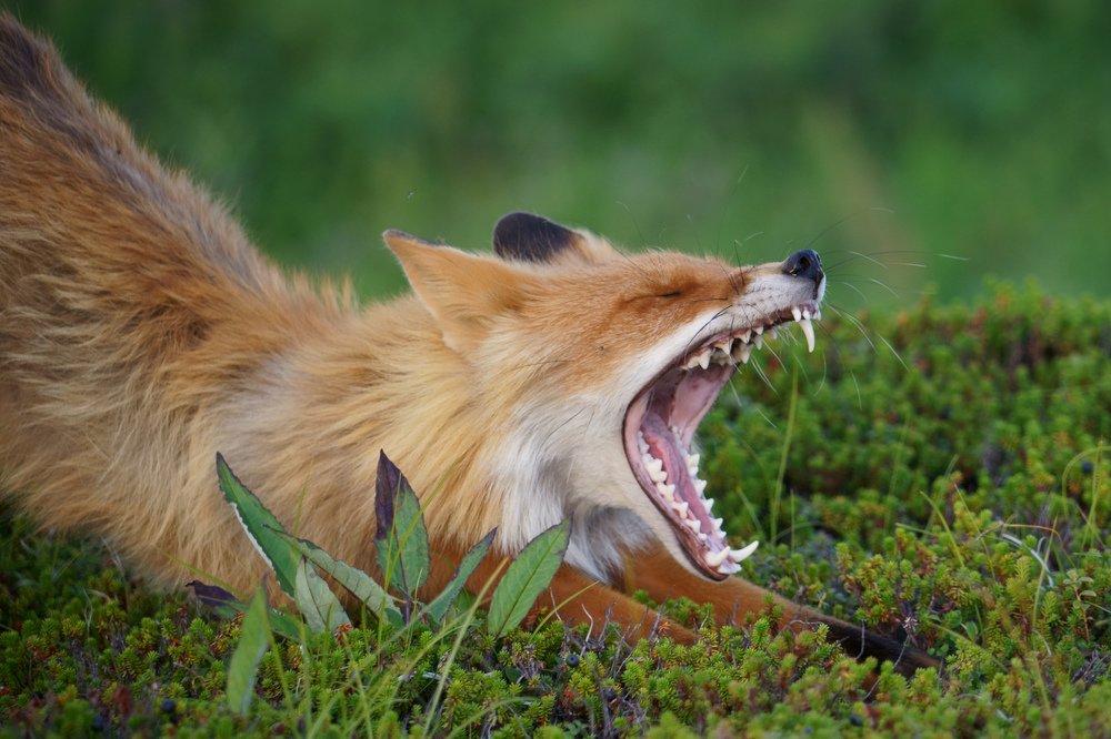 Photograph by Нина Ким