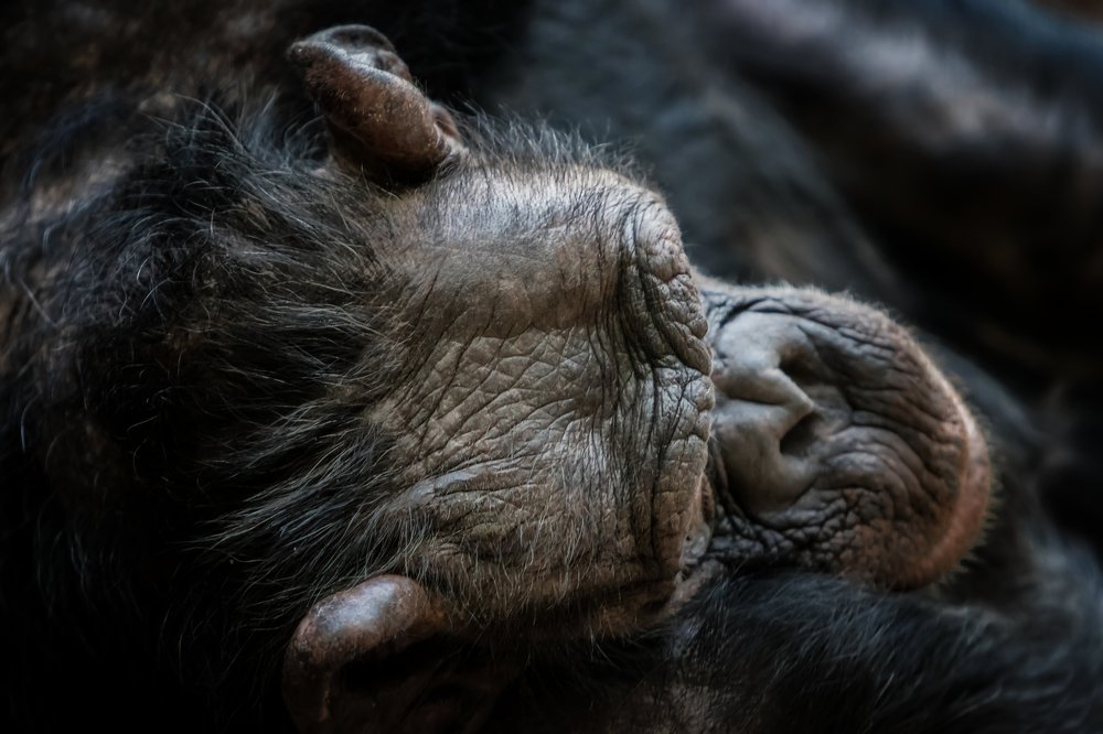 Photograph by Zdenka Janaskova