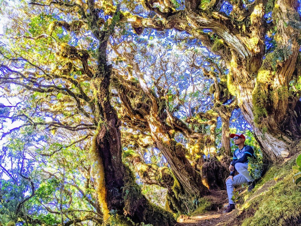Amazing Mossy Forest