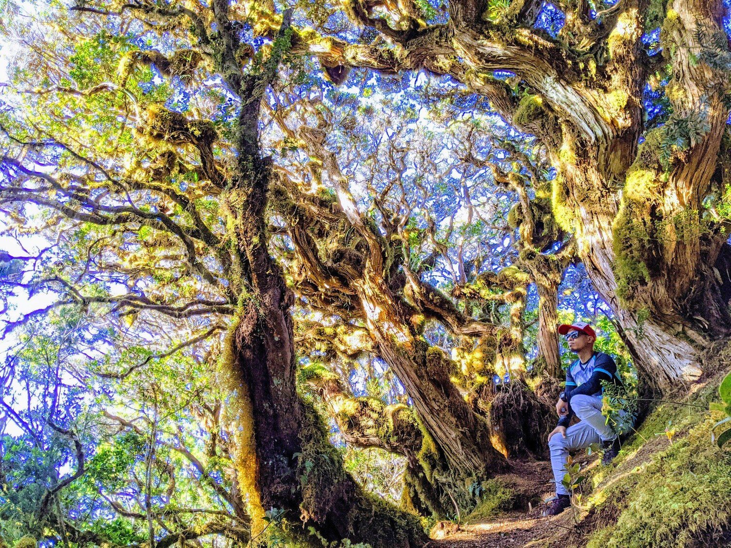 Amazing Mossy Forest