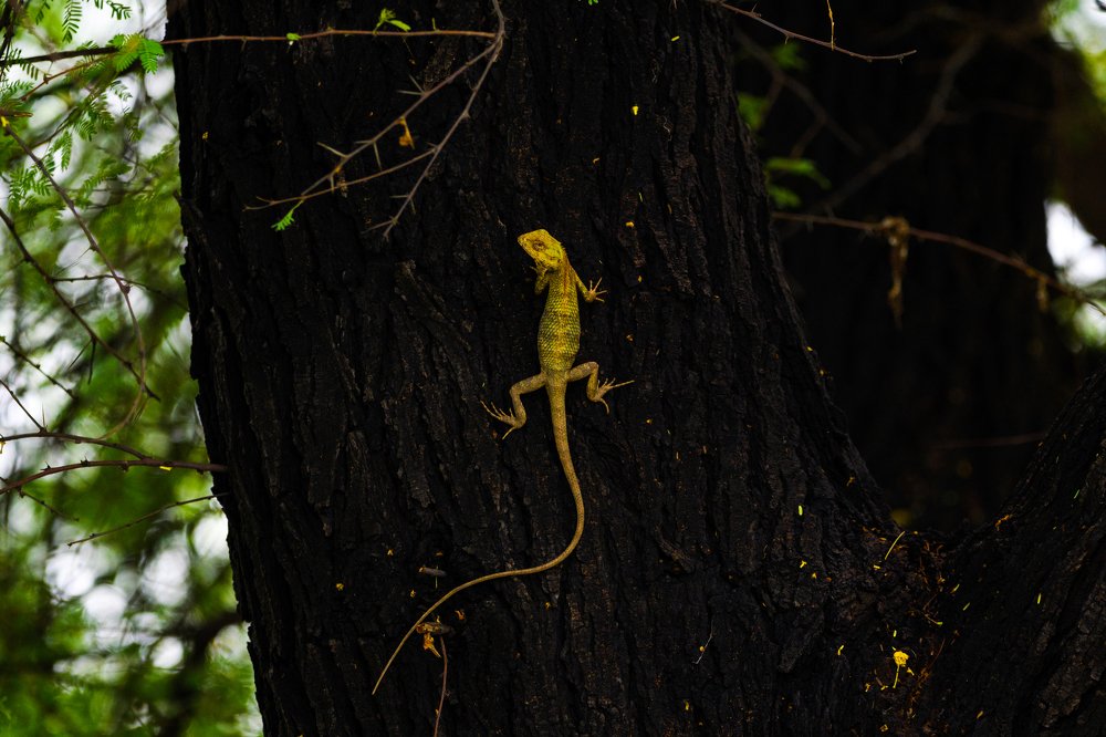Calotes Emma Tree Dragon