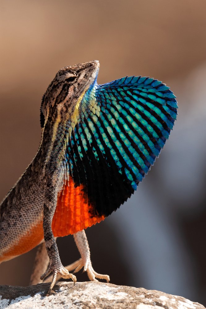 Photograph by Alok Katkar