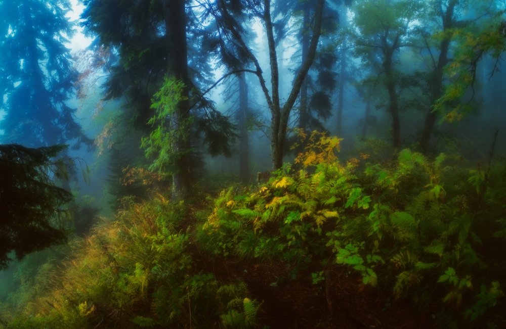 Photograph by Alexander Plekhanov