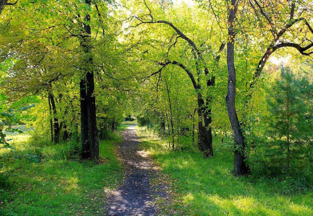 Тропинка в парке