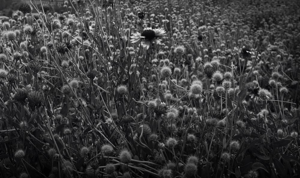 Photograph by Tatevik Tananyan