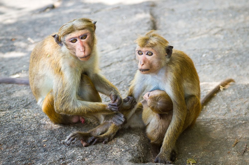 Шри-Ланка, семья