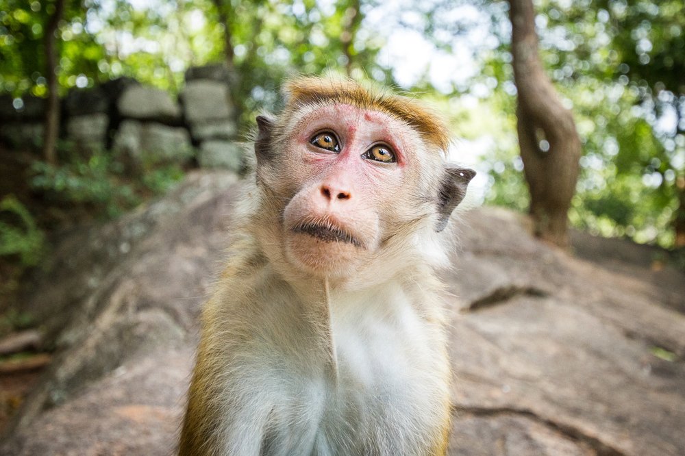 Шри-Ланка, по пути на Сигирию
