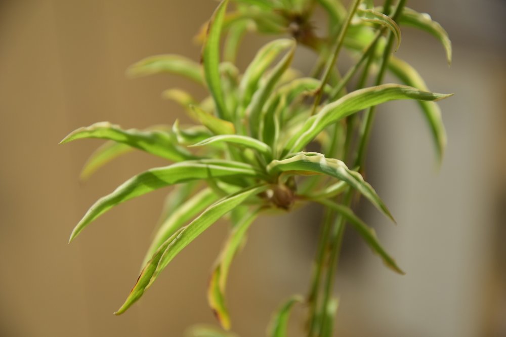 Photograph by Марина Белькова