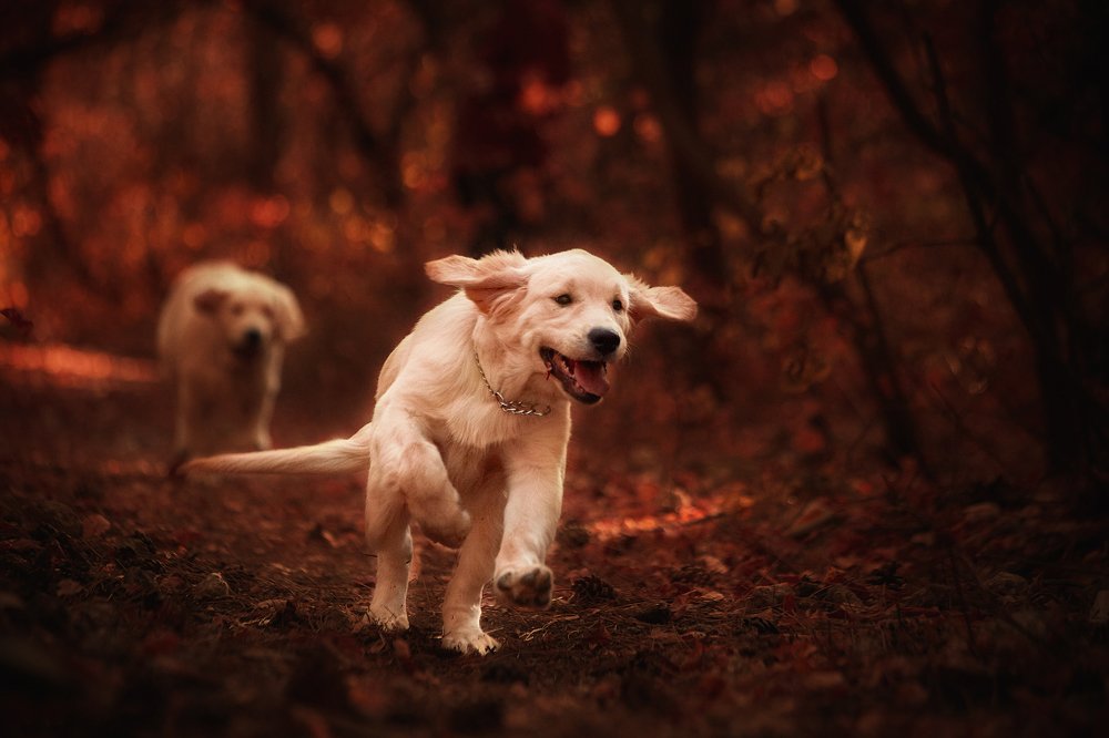 Photograph by Ирина Корх