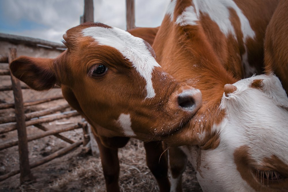 голодный теленок