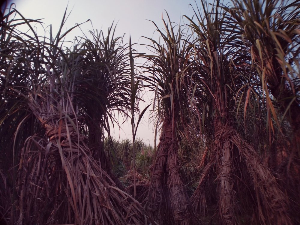 Photograph by Achiengan Baloguna
