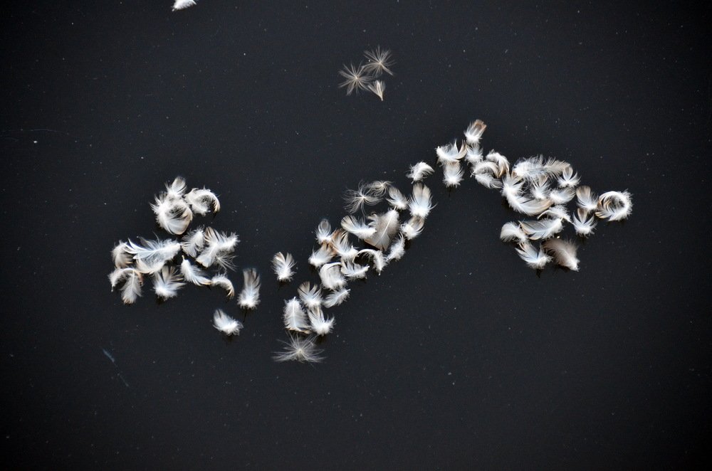 Пух и перья