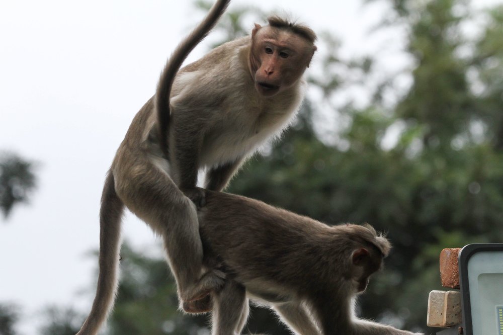 Photograph by prabhakar Gujjarappa
