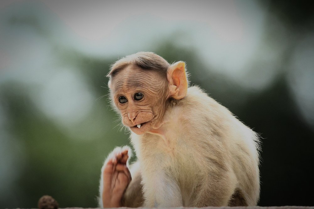 Photograph by prabhakar Gujjarappa