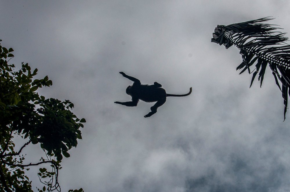 Photograph by Chamara Sulakkhana Polwatta Siriyalage