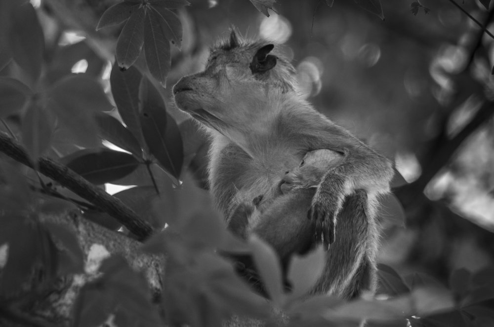 Photograph by Chamara Sulakkhana Polwatta Siriyalage