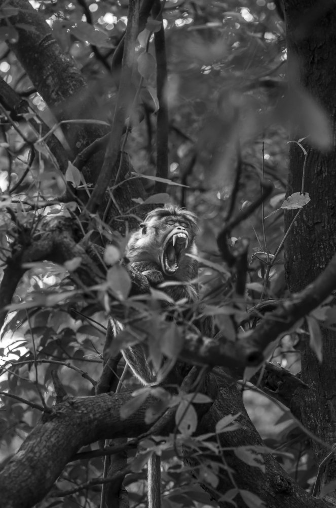 Photograph by Chamara Sulakkhana Polwatta Siriyalage