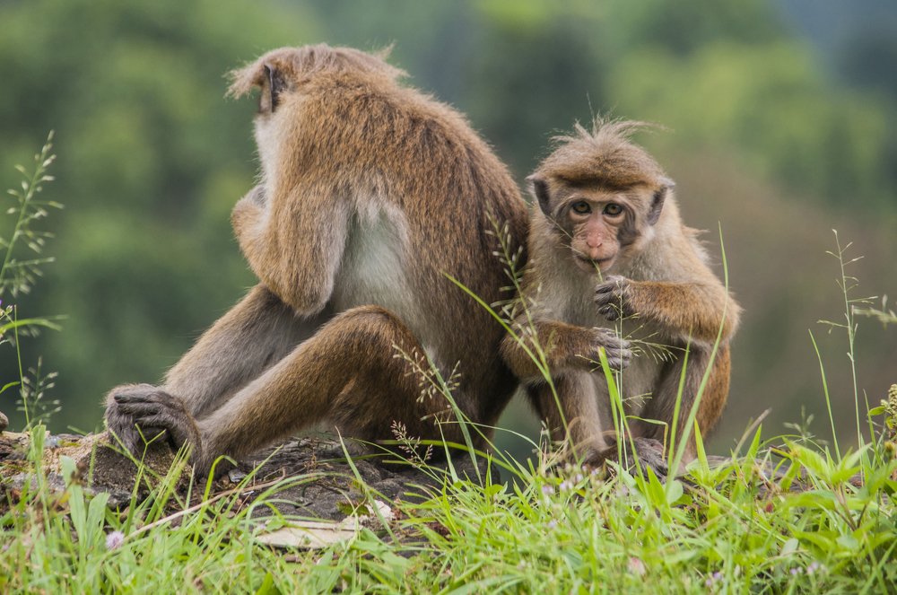 Photograph by Chamara Sulakkhana Polwatta Siriyalage