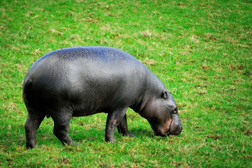 Фотография автора Teglaş Marin