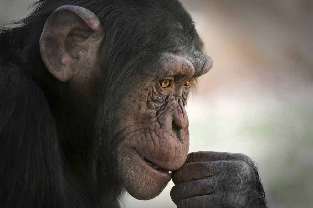 Шимпанзе