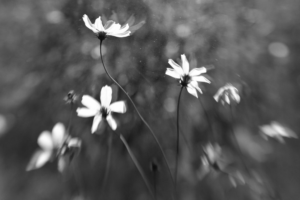 Photograph by Tatyana