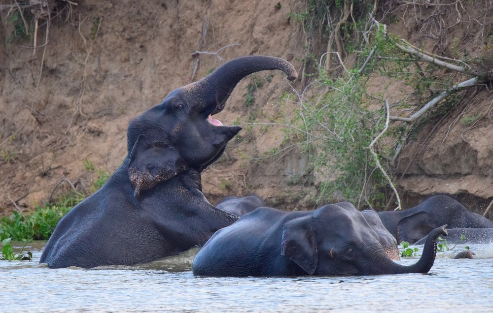 Photograph by Jeyanayagam Jeyathees