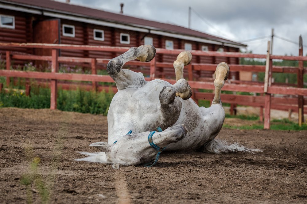 Photograph by Елена Левина