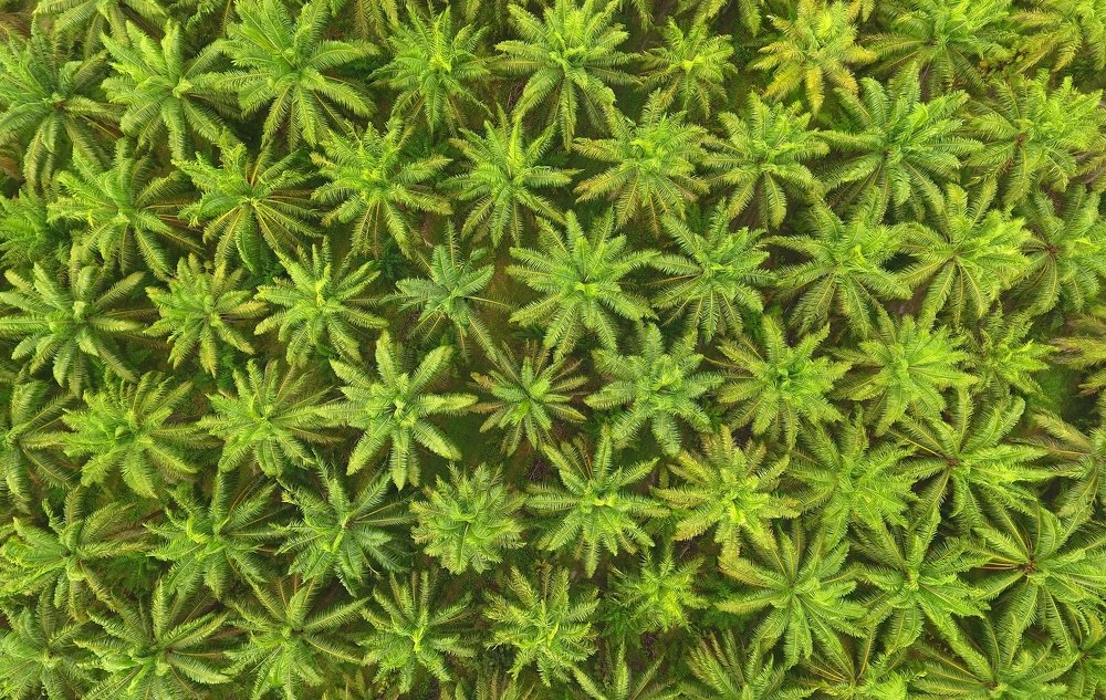 Photograph by Михаил Коханчиков