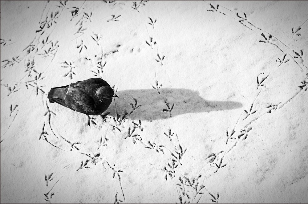 Photograph by Даркина Дарья