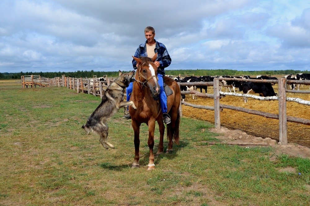 Собачья радость