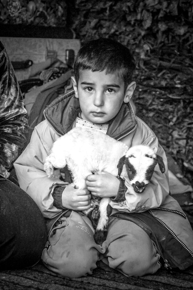 Village boy don't have toys so they play with the babe animals