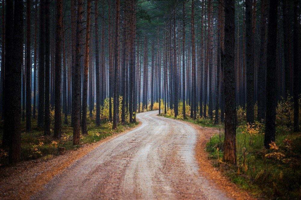 Forest road
