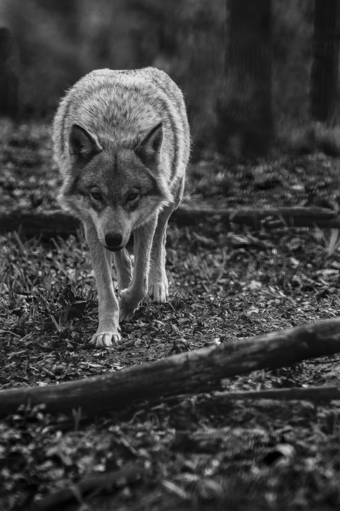 Photograph by Роман Рыжков