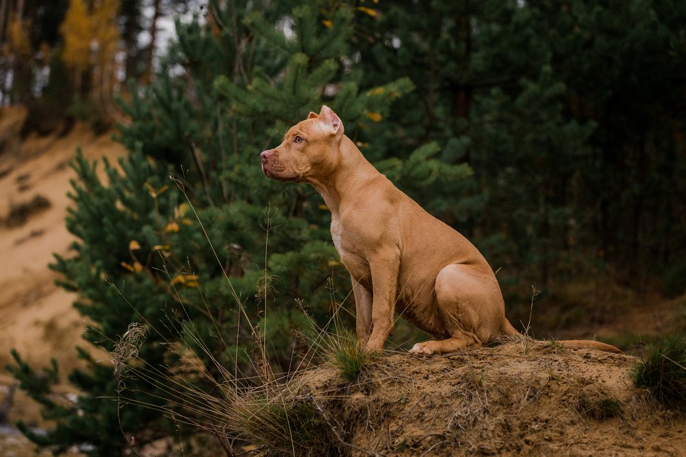 Сосредоточенность