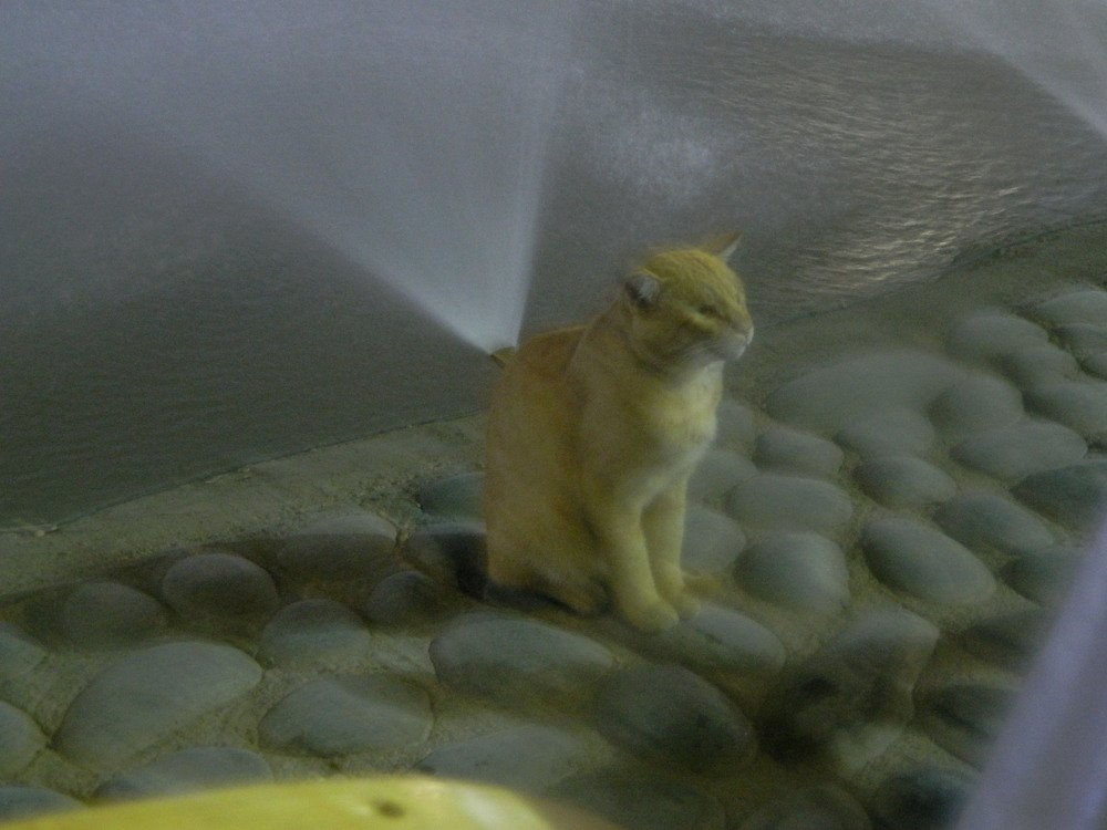 кот-освежитель