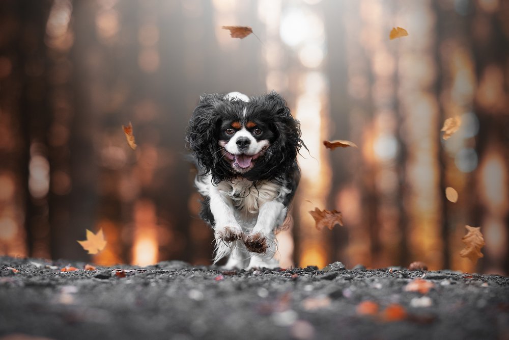 Photograph by Alena Trojanovičová