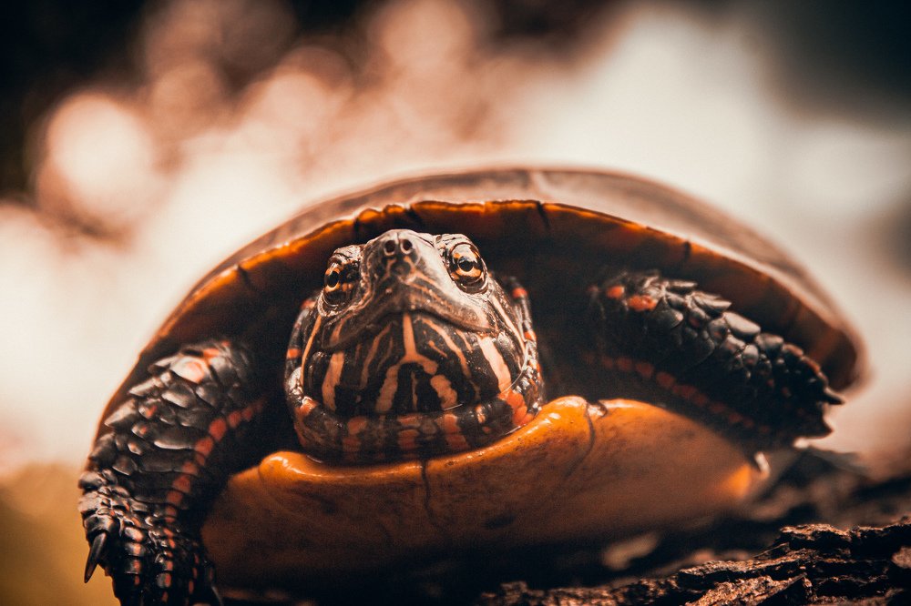 Photograph by Stephen