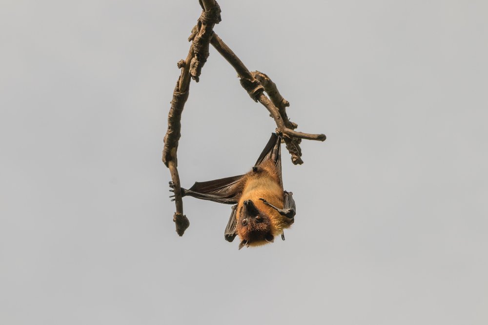 Photograph by  Janardanan