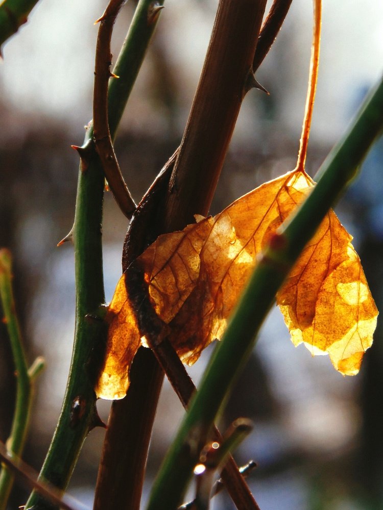 Photograph by Марина Николаева