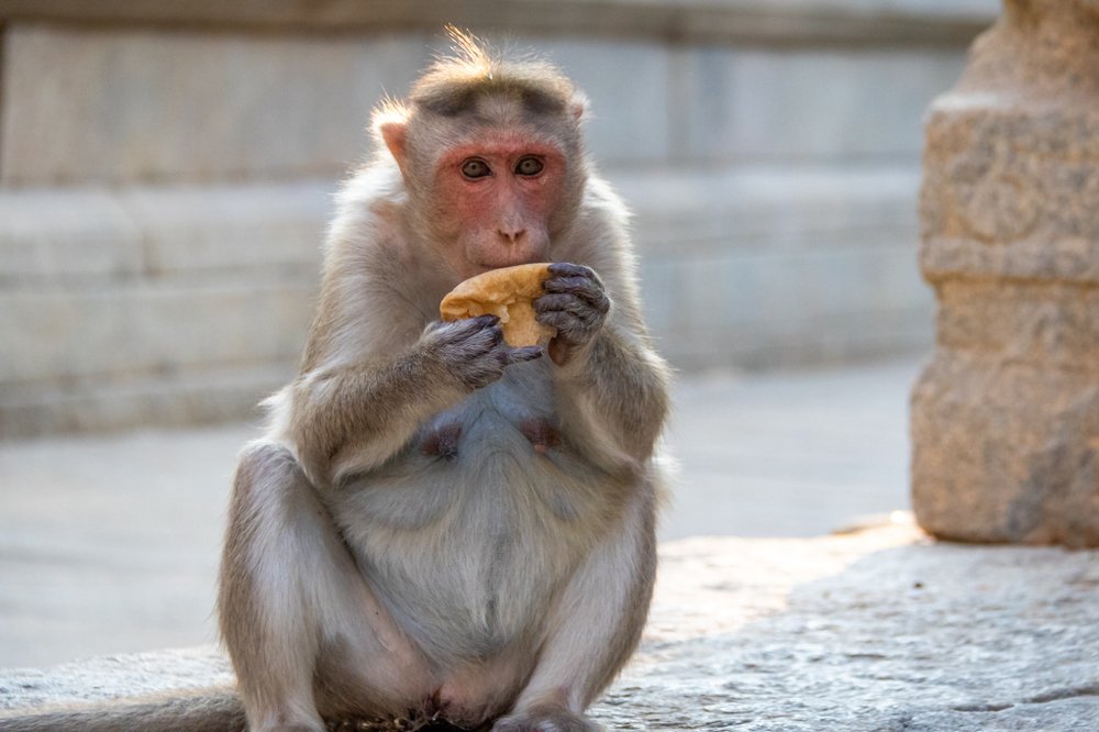 Photograph by Vinod Kumar Kulkarni