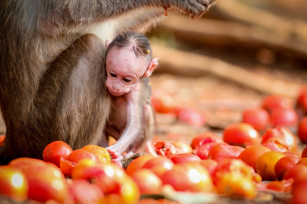 Photograph by Vinod Kumar Kulkarni