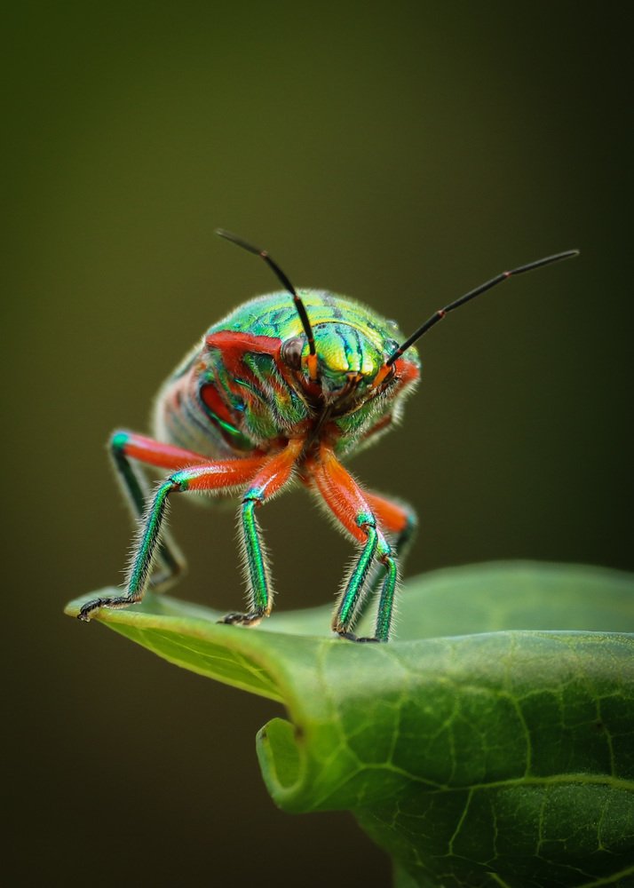 Indian Jewel Bug