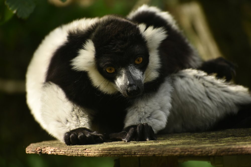 Lemur
